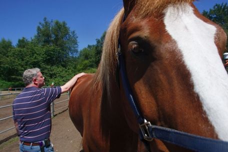 Sean Ryan / The HeraldWarren Lewis, a volunteer from Seattle, strokes Otto, a Belgian draft horse, at the All-Breed Equine Rez-Q center near Marysville during the center's horse adoption and foster day last month.