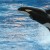 Feds accept petition on captive orca Lolita