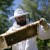 County beekeepers adjust to causes of colony collapse