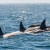 Orcas attack gray whale calve in Monterey Bay
