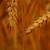 Mutant Super-Wheat Spreading By Itself! Alarmed Farmers Sue Monsanto