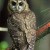 Feds give final approval to owl-killing experiment