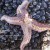 Something is killing starfish; scientists race to find out what