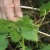 Spring Nettle harvesting at Tulalip