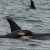 Feds Weigh Protecting Orcas In West Coast Waters