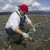 Skokomish Tribe Controlling Japanese Oyster Drills on Tidelands