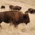 Interior Releases New Bison Management Report Reaffirming Tribal Commitment