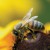 Bizarre News About the Bee Czar