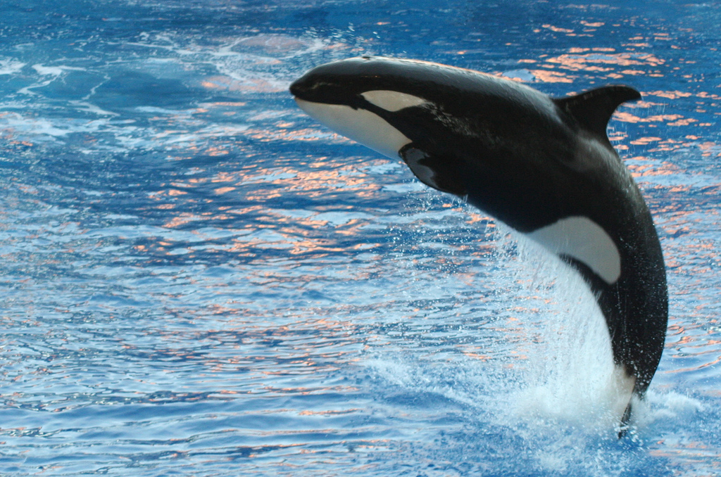 Feds accept petition on captive orca Lolita - Tulalip News